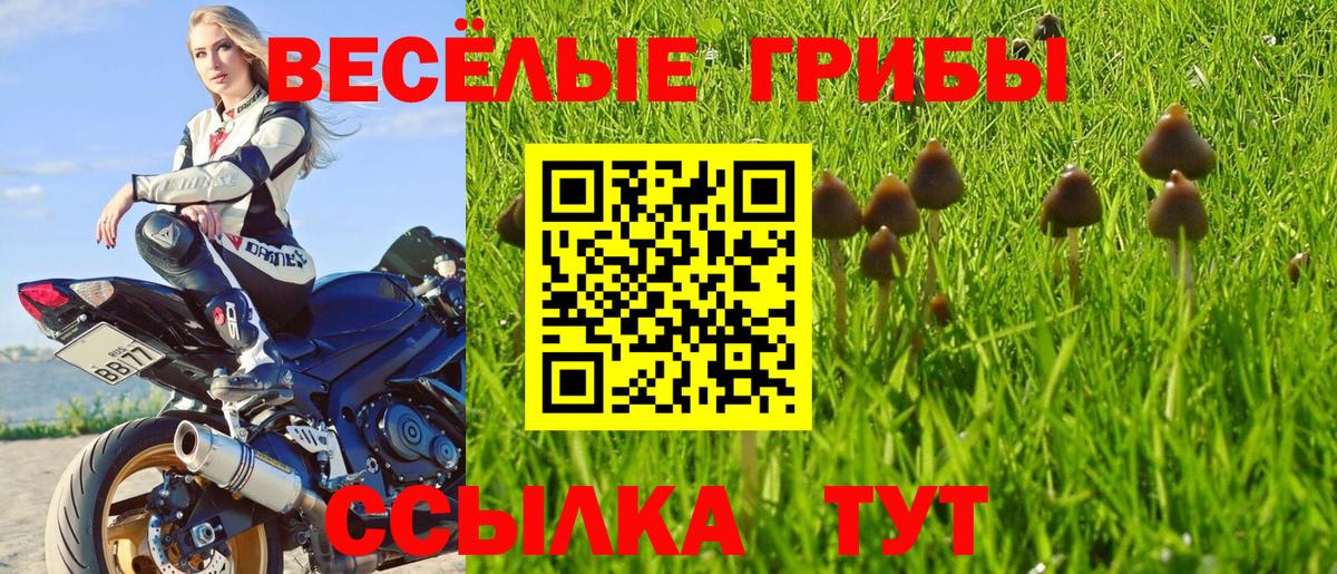 Галлюциногенные грибы прущие грибы Кандалакша